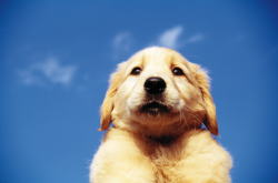 �N���j�b�N�O��